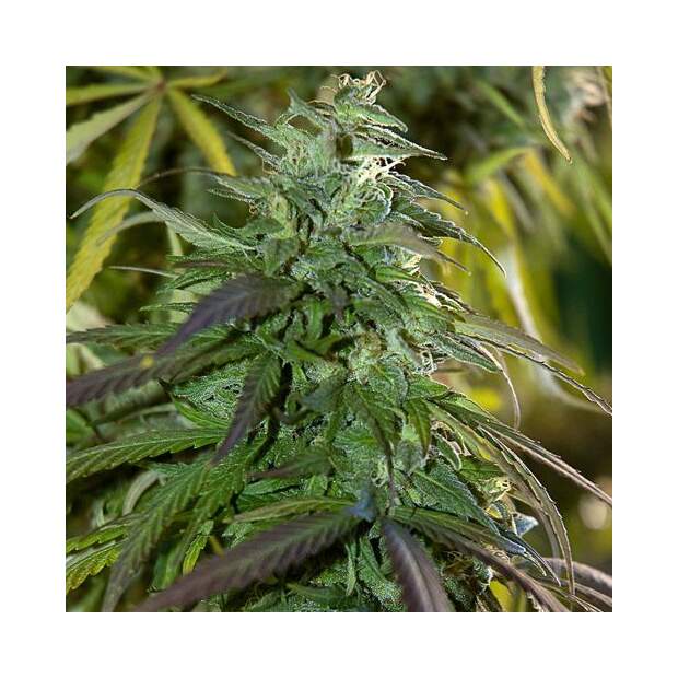 Spliff Seeds Fast Bud Outdoor 5 Stk feminisiert Abverkauf