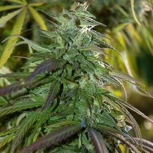 Spliff Seeds Fast Bud Outdoor 5 Stk feminisiert Abverkauf
