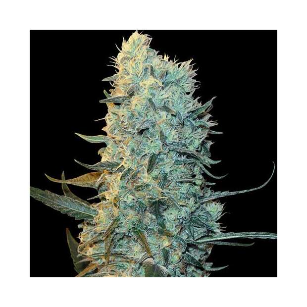 Spliff Seeds Power Plant 5 Stk feminisiert Abverkauf