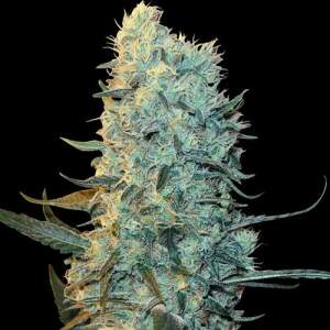 Spliff Seeds Power Plant 5 Stk feminisiert Abverkauf