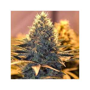 Spliff Seeds Spliff Cheese 5 Stk feminisiert Abverkauf