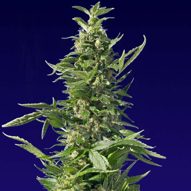 Spliff Seeds Diesel 5 Stk feminisiert Abverkauf