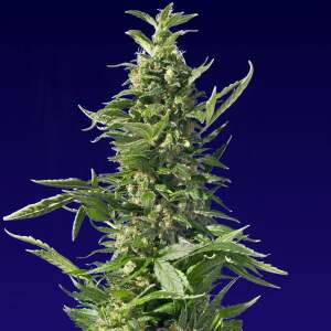 Spliff Seeds Diesel 5 Stk feminisiert Abverkauf
