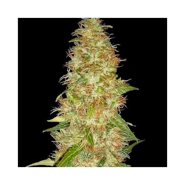 Spliff Seeds Moon Walker Kush 5 Stk feminisiert Abverkauf
