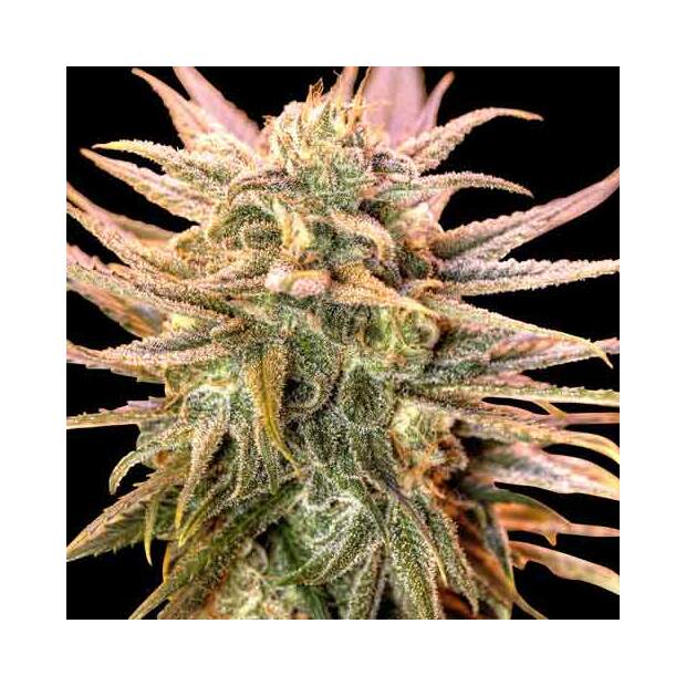 Spliff Seeds Gold Bar Kush 5 Stk feminisiert Abverkauf