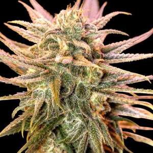 Spliff Seeds Gold Bar Kush 5 Stk feminisiert Abverkauf