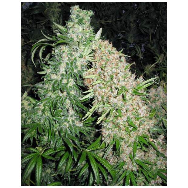 Female Seeds Skunk Special 4 Stk feminisiert Abverkauf