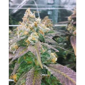 Female Seeds Dream Berry 4 Stk feminisiert Abverkauf
