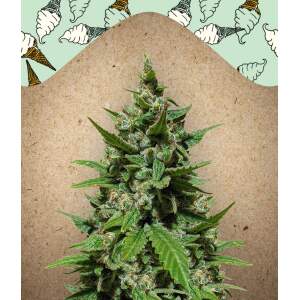 Female Seeds Auto Gelato 4 Stk feminisiert Abverkauf