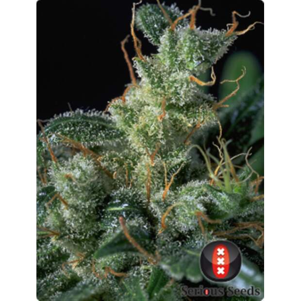 Serious Seeds Kali Mist 11 Stk regular Abverkauf