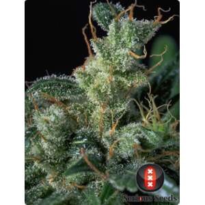 Serious Seeds Kali Mist 11 Stk regular Abverkauf