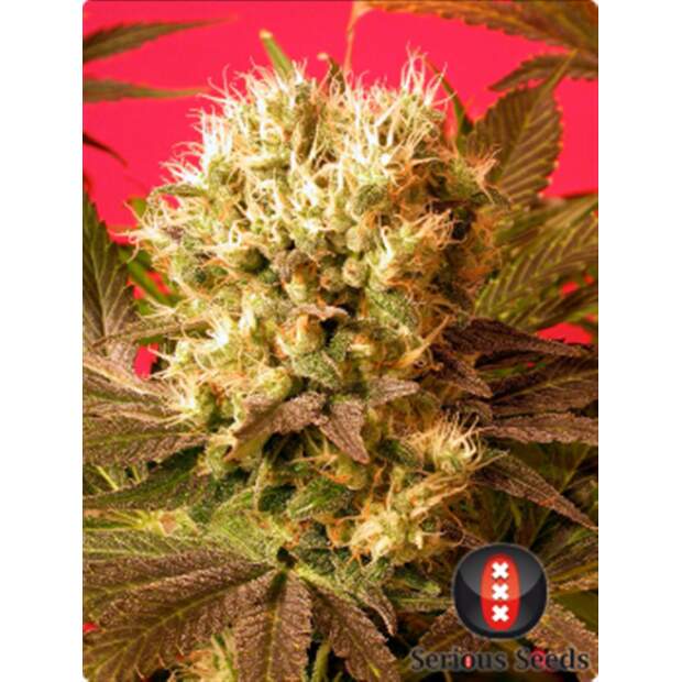 Serious Seeds Motavation 11 Stk regular Abverkauf