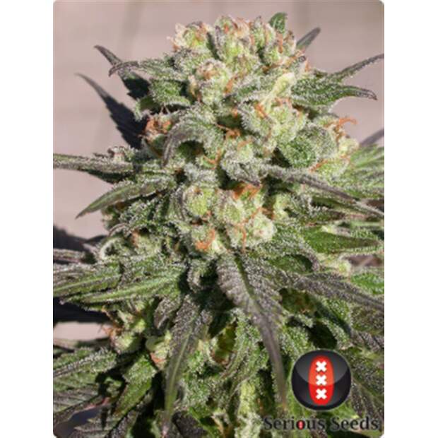 Serious Seeds Warlock 11 Stk regular Abverkauf
