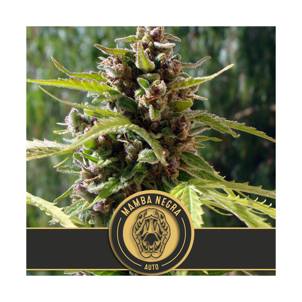 Blimburn Seeds Mamba Negra Auto 9 Stk feminisiert Abverkauf