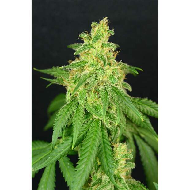 HGG CBD Rene 6 Stk feminisiert Abverkauf