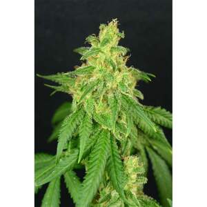 HGG CBD Rene 6 Stk feminisiert Abverkauf