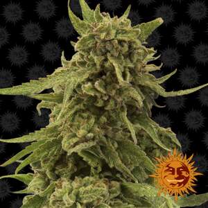 Barneys Farm CBD Critical Cure 10 Stk feminisiert Abverkauf