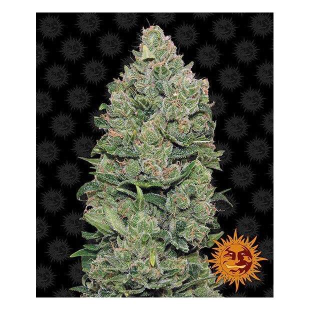 Barneys Farm Top Dawg 5 Stk feminisiert Abverkauf