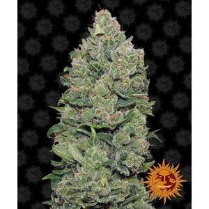 Barneys Farm Top Dawg 5 Stk feminisiert Abverkauf