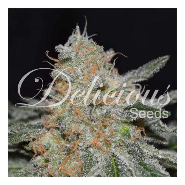 Delicious Seeds Critical Neville Haze 2.0 10 Stk feminisiert Abverkauf