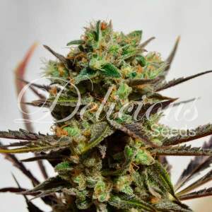 Delicious Seeds Cheese Candy (Delicious Candy) 10 Stk...