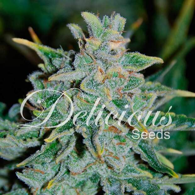 Delicious Seeds Northern Light Blue Auto 10 Stk feminisiert Abverkauf