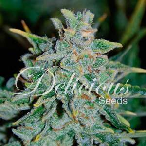 Delicious Seeds Northern Light Blue Auto 10 Stk...