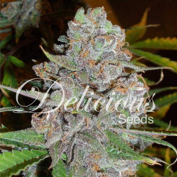 Delicious Seeds La Diva Auto 5 Stk feminisiert Abverkauf