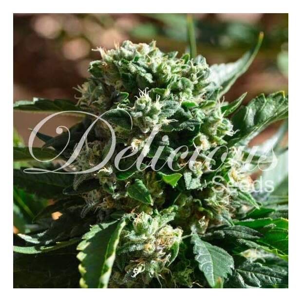 Delicious Seeds Il Diavolo Auto 5 Stk feminisiert Abverkauf