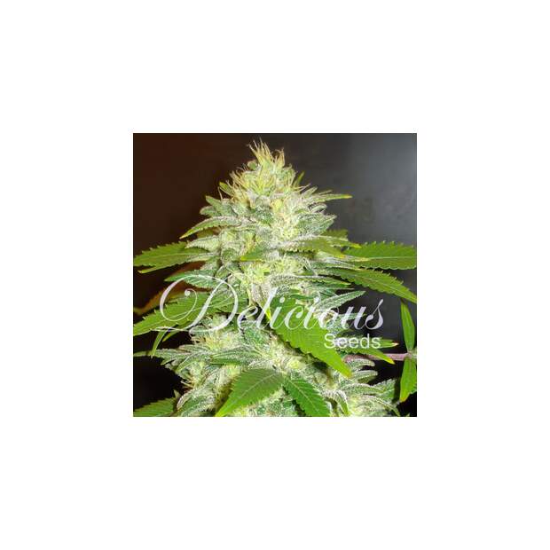 Delicious Seeds La Musa Auto 5 Stk feminisiert Abverkauf