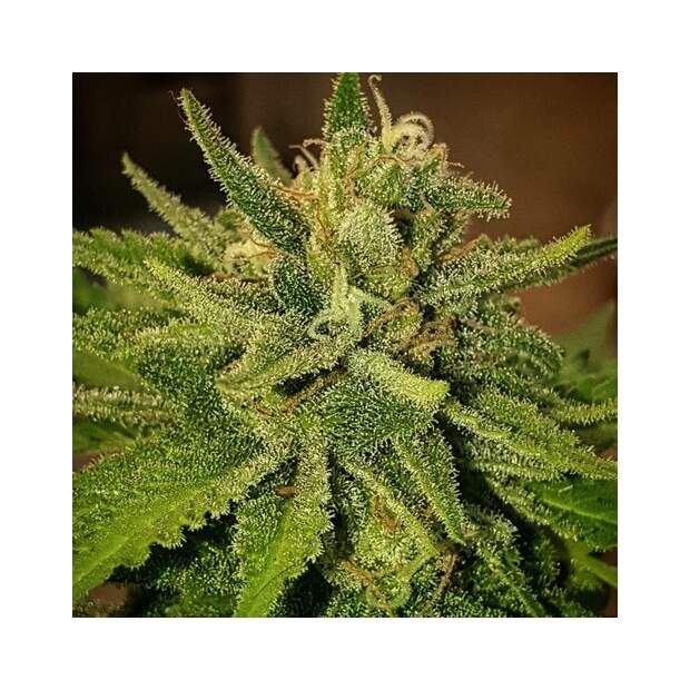 Delicious Seeds Sugar Black Rose x Bubble Gum 10 Stk feminisiert Abverkauf