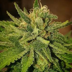Delicious Seeds Sugar Black Rose x Bubble Gum 10 Stk...