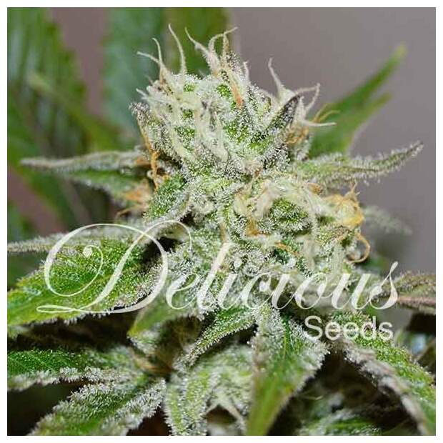 Delicious Seeds Original Juan Herer 5 Stk feminisiert Abverkauf