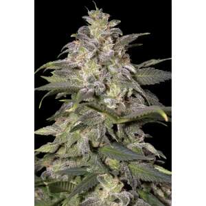 Paradise Seeds Magic Bud 10 Stk feminisiert Abverkauf