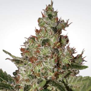 Paradise Seeds Acid 10 Stk feminisiert Abverkauf