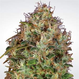 Paradise Seeds Dutch Kush 3 Stk feminisiert Abverkauf