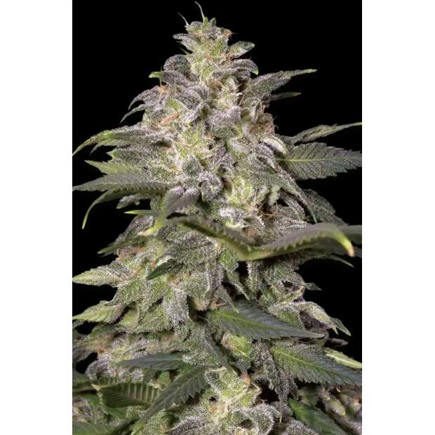 Paradise Seeds Magic Bud 5 Stk feminisiert Abverkauf