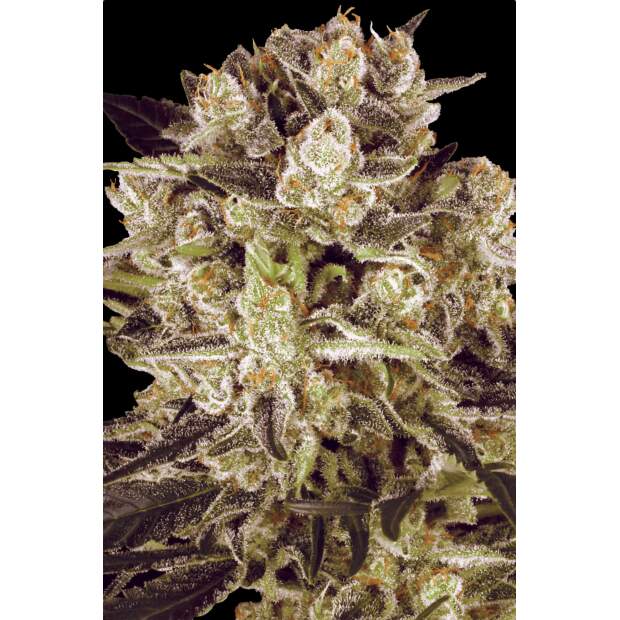 Paradise Seeds Durga Mata II CBD 5 Stk feminisiert Abverkauf