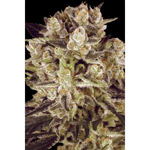 Paradise Seeds Durga Mata II CBD 5 Stk feminisiert Abverkauf