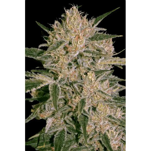 Paradise Seeds Nebula II CBD 10 Stk feminisiert Abverkauf
