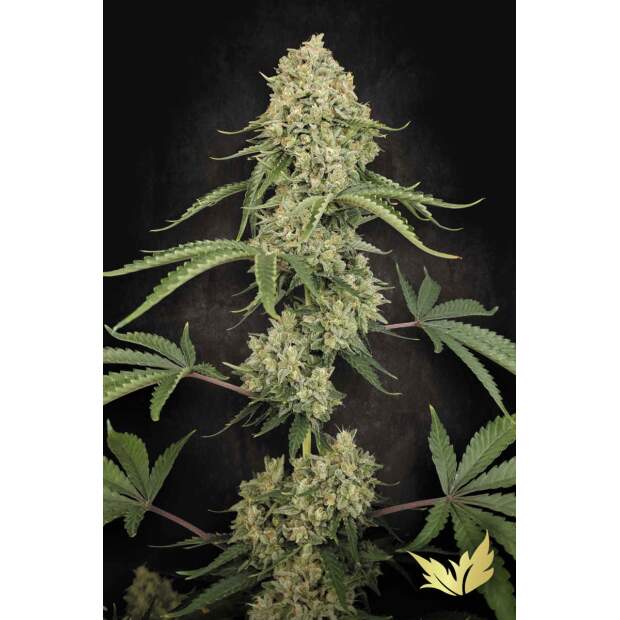 Paradise Seeds Tropical Fruit Cake