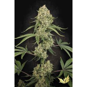 Paradise Seeds Tropical Fruit Cake