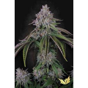 Paradise Seeds Velvet Mist
