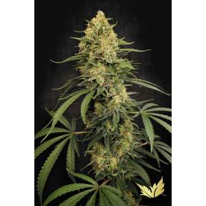 Paradise Seeds Zesty Bliss