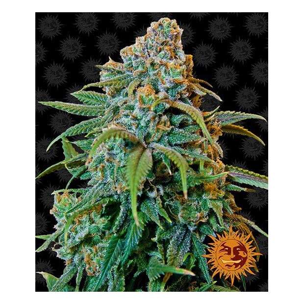 Barneys Farm Liberty Haze 5 Stk feminisiert Abverkauf