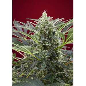 Sweet Seeds Cream 47 3 Stk feminisiert Abverkauf
