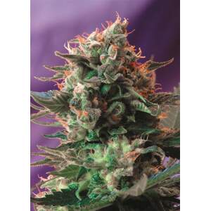 Sweet Seeds Jack 47 F1 Fast Version 3 Stk feminisiert...
