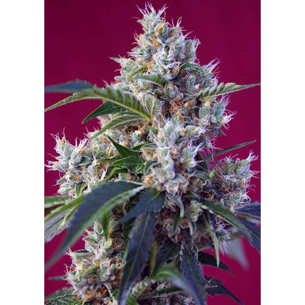 Sweet Seeds Indigo Berry Kush 3 Stk feminisiert Abverkauf