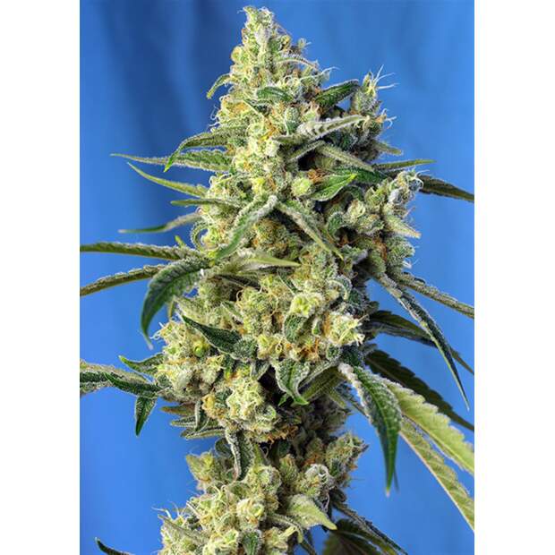 Sweet Seeds Sweet Amnesia Haze 3 Stk feminisiert Abverkauf