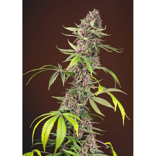 Sweet Seeds Red Mandarine F1 Fast Version 3 Stk feminisiert Abverkauf